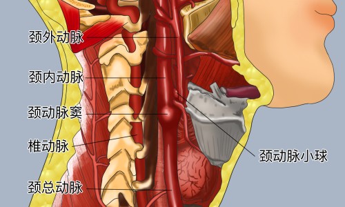 桑寄生的功效和作用-桑寄生的功效与作用及食用方法网 - 为你提供桑寄生降压功效与作用、桑寄生功效作用与主治能治疗麻木吗