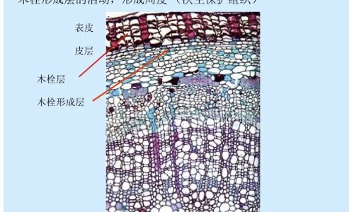 桑寄生的功效与作用及食用方法网 - 为你提供桑寄生降压功效与作用、桑寄生功效作用与主治能治疗麻木吗